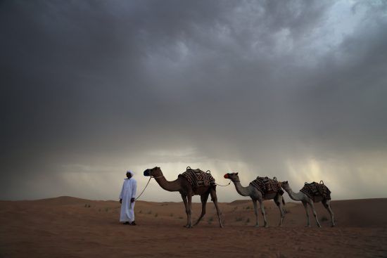 Mythical places of africa camels in the desert oasis