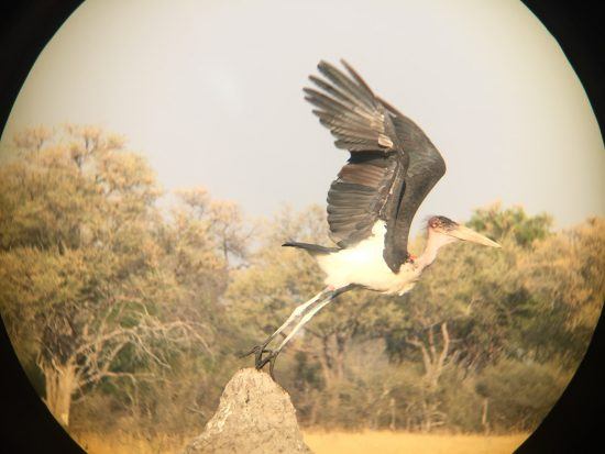 Fotografar aves pode ser difícil, mas não é impossível com um iPhone