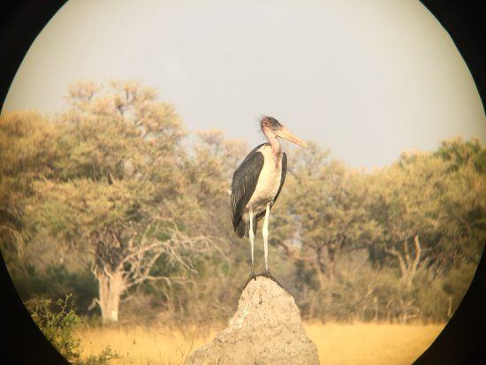 iPhone photography of a stork using burst mode and binoculars 