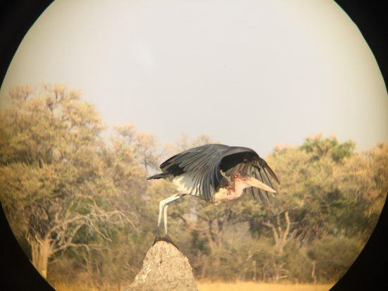 iPhone photography of a stork using burst mode and binoculars 