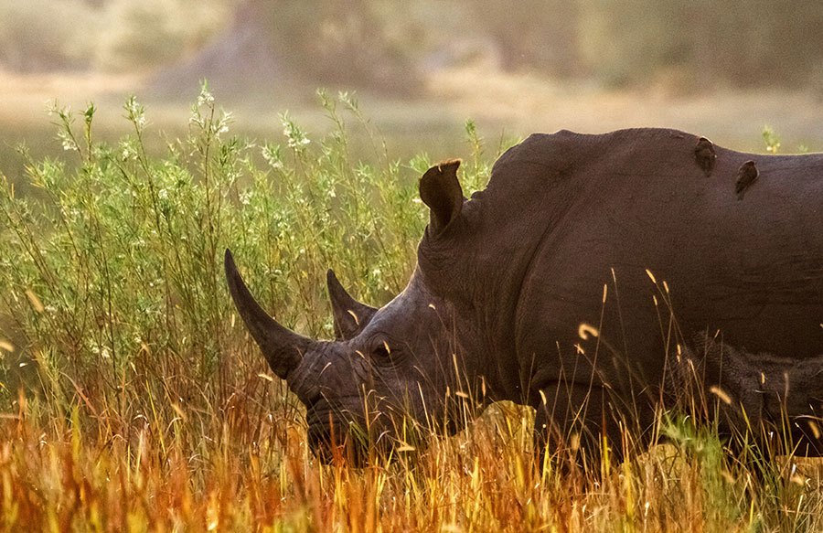 Rhino walking in the grass in Botswana