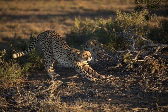 cheetah at kwandwe game reserve