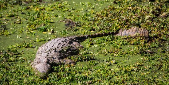 Crocodilos são residentes permanentes no Parque Nacional Kafue, na Zâmbia