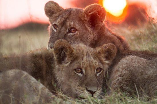 Two lion cubs lying in the grass at sunset 