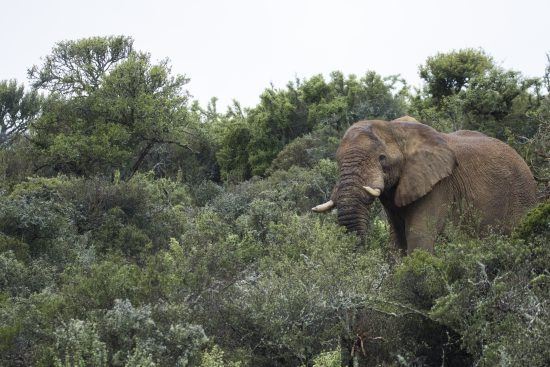 An elephant at Kwandwe