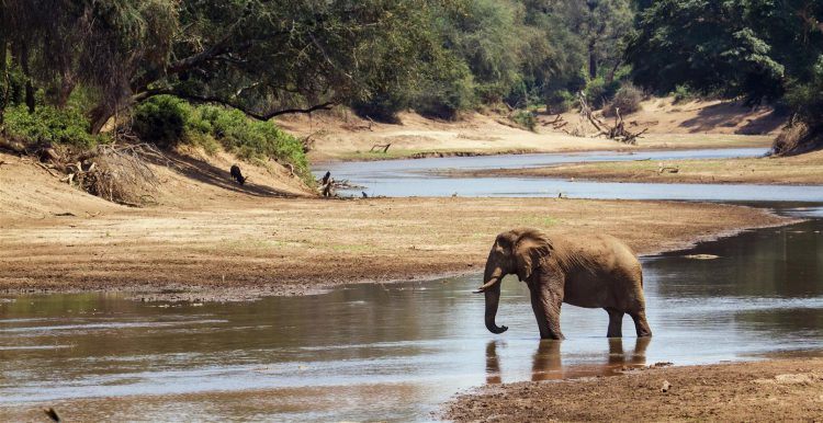 Elefant an einem Fluss im Krüger Nationalpark