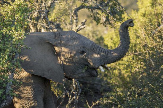 baby elephant at kwandwe in eastern cape