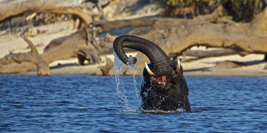 Elephant playing in the water