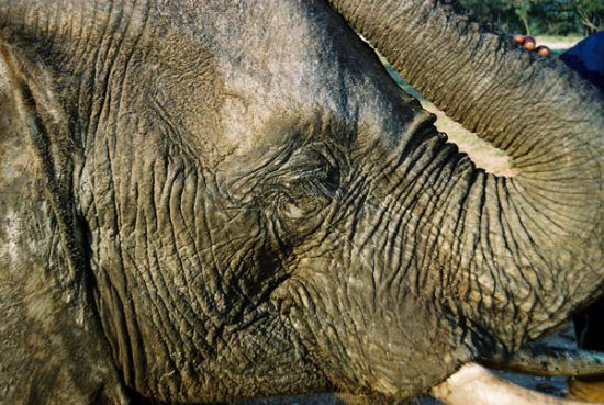 A close-up of an Elephant 