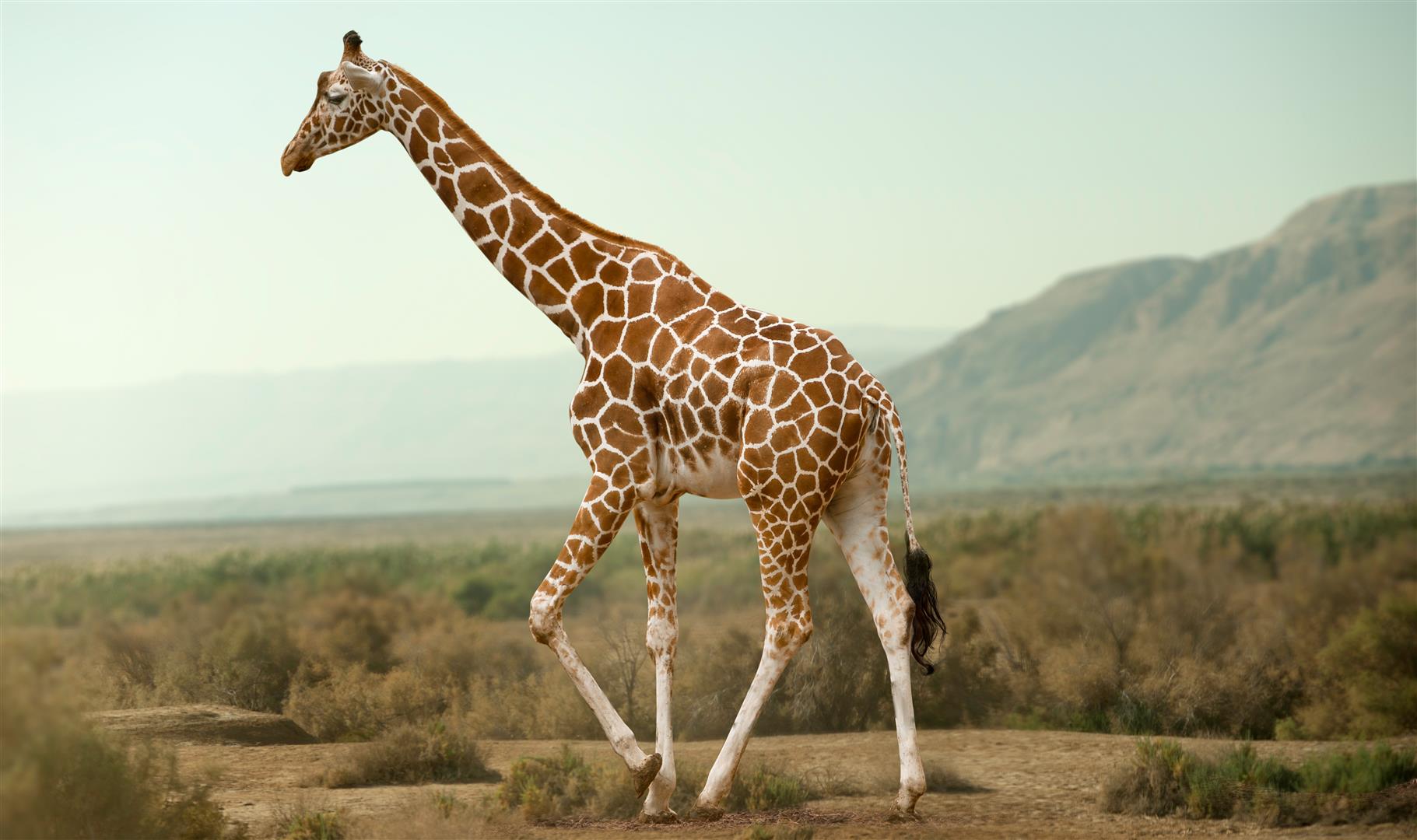 Giraffe walking in Eastern Cape