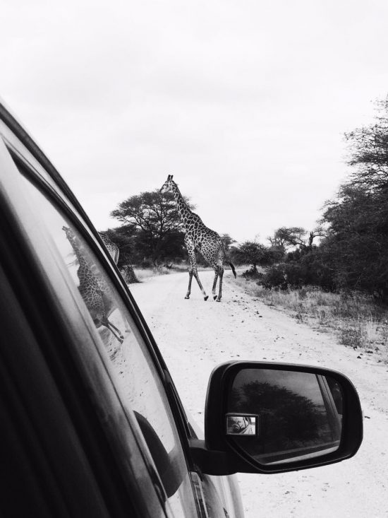 Black and white photo of a giraffe in the road