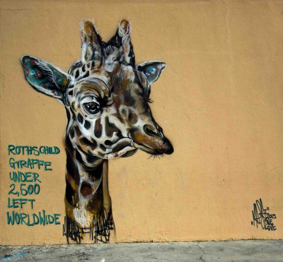 Giraffen-Graffitti in Woodstock, Kapstadt: Es existieren weniger als 2500 Rothschild Giraffen