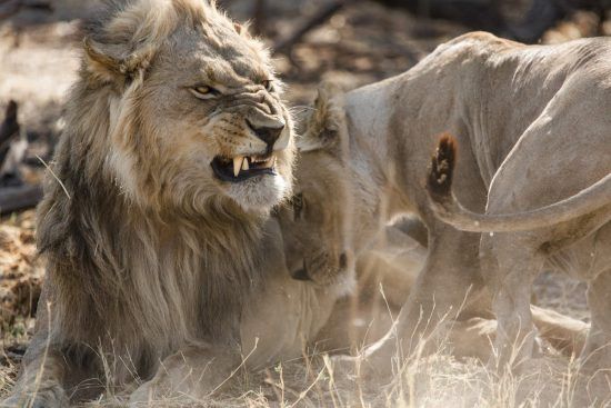 growling male lion