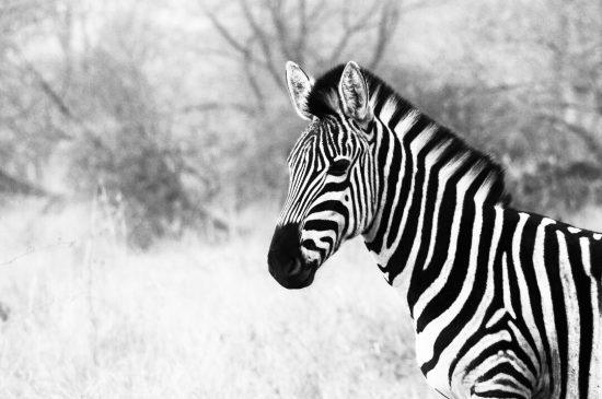 Retrato de zebra em preto e branco