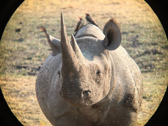 iPhone photography of a rhino , using binoculars