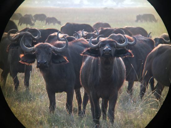 iphone photography binoculars buffalo