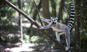 Un lémur trepando una rama en uno de los bosques de Madagascar.