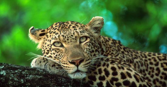 Leopard daydreaming in a tree