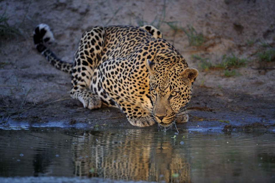 Leopard trinkt an einem Wasserloch