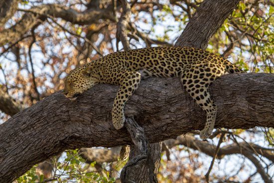 A leopard  snoozing in a tree