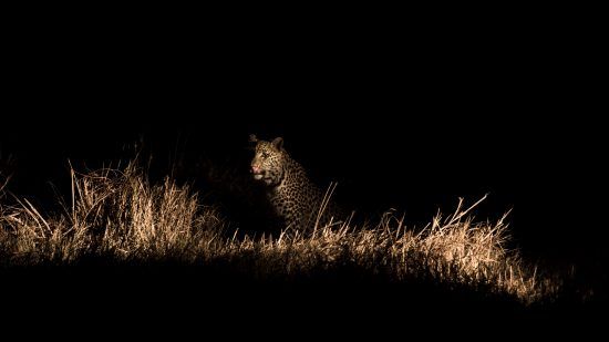 A leopard  at night