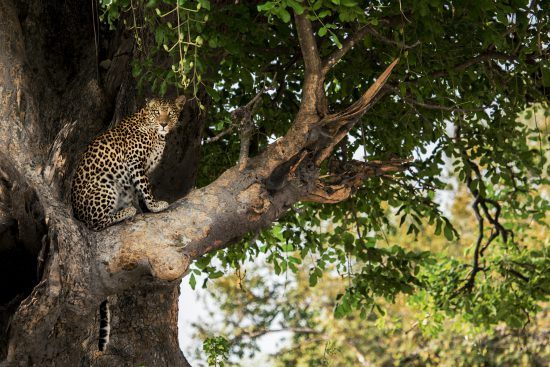 A leopard sits silently in a tree 