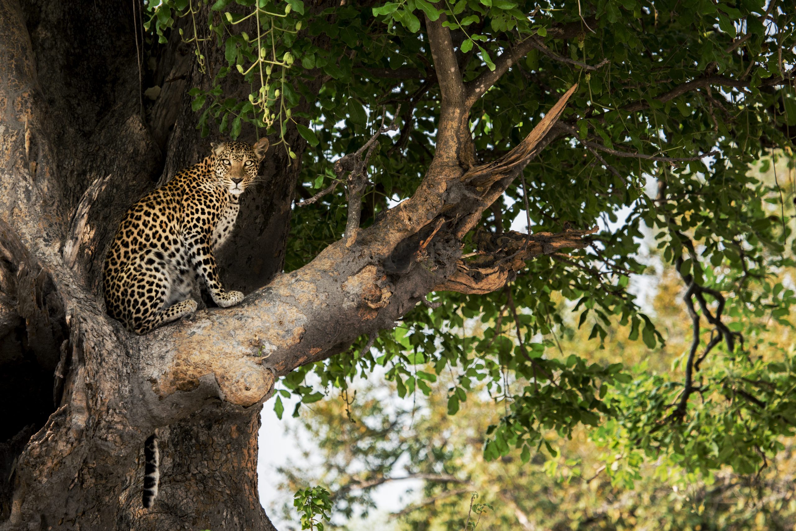 In Botswana wird die Sehnsucht nach Wildnis gestillt.