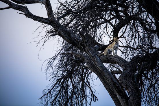 A leopard  high up