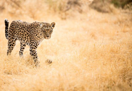 A leopard in the savannah