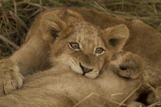 Two lion cubs playfully practicing their fighting skills 