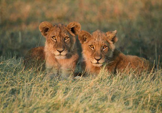 Two young lions sitting in grass