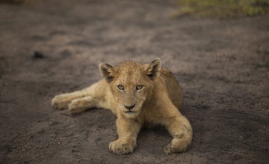 lion rhino africa