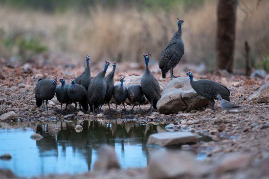 Guinea fowl at Little Ongava in Namibia