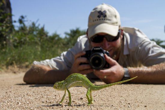 reptil seen on bushwalk at londolozi