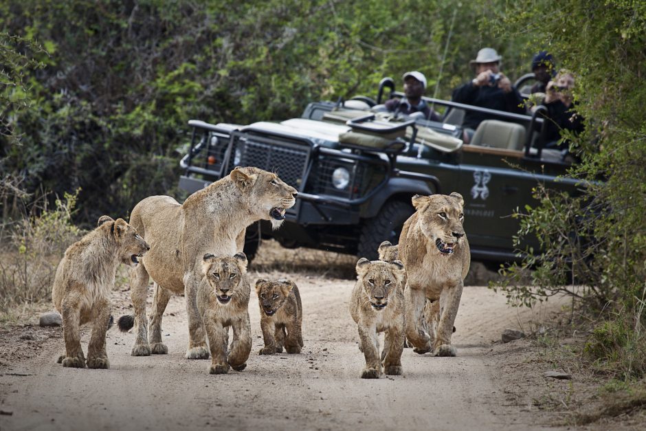 Increíbles avistamientos de leones en la Reserva de Animales Londolozi