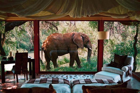 Elephant just behind the windows of Makanyane Safari Lodge