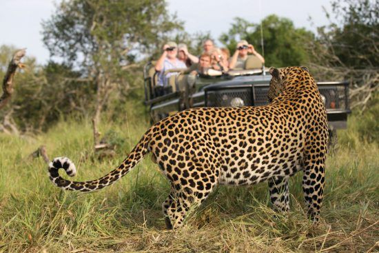 Unbelievable leopard sightings at Mala Mala Game Reserve