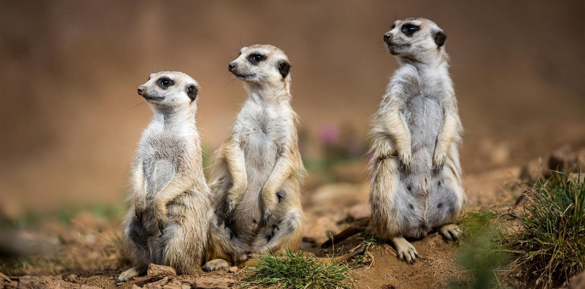 Three meerkats on their hind legs in the Kalahari in Namibia