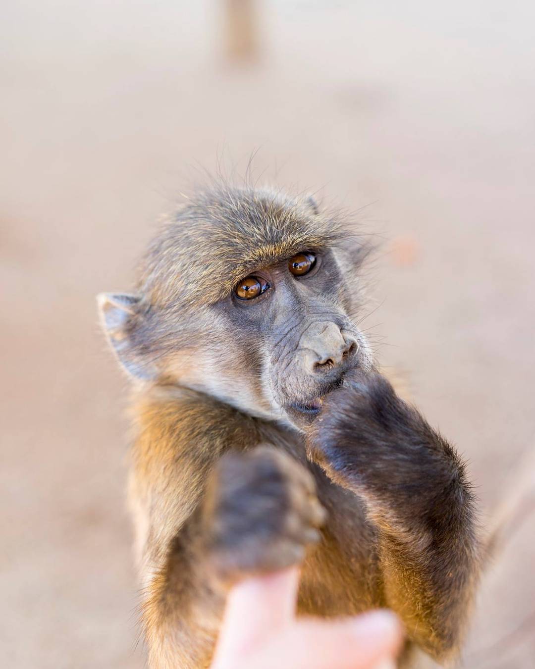 Baboon holding a persons finger in the naankuse foundation