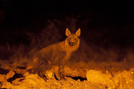 Hyena spotted with spotlight at Ongava Tented Camp in Namibia