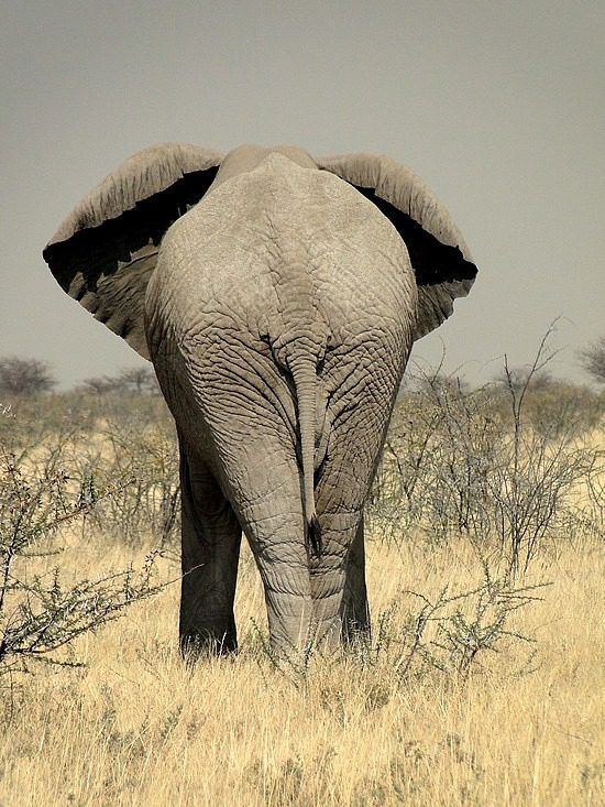 Large elephant walking away