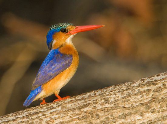 Kingfisher sighting at Sabi Sabi Bush Lodge 