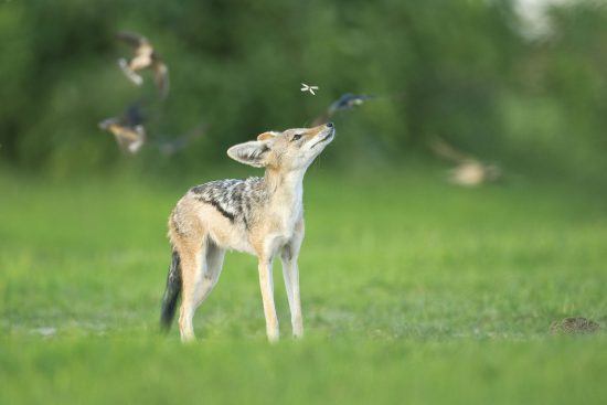 A jackal admiring birds at the Sabi Sabi Bush Lodge