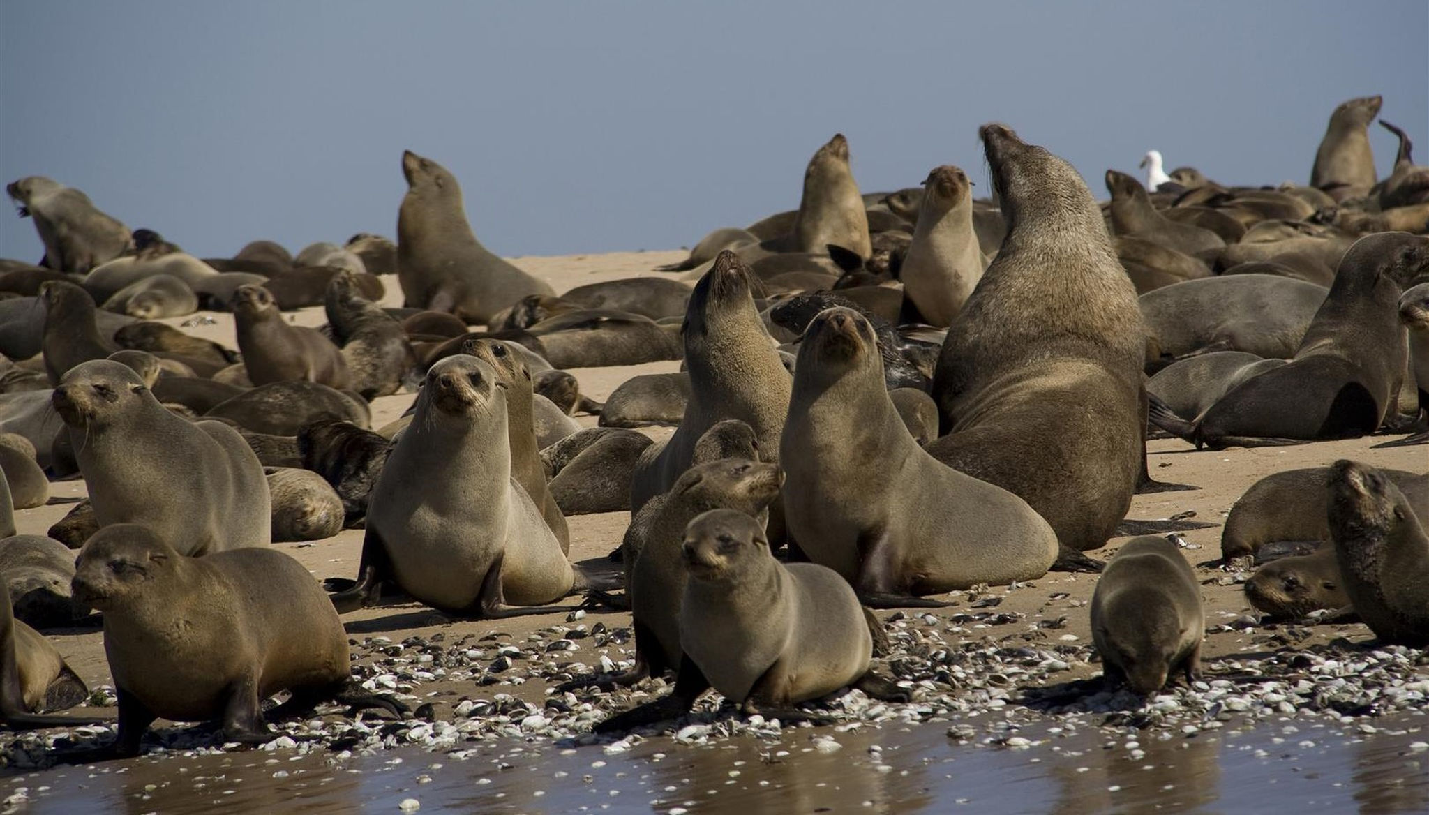 The amazing seal colony in Namibia 