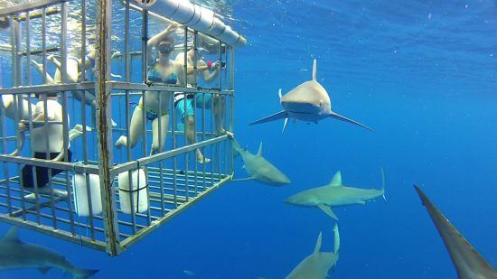 Eine Gruppe beim Käfigtauchen beobachtet mehrere Haie unter Wasser