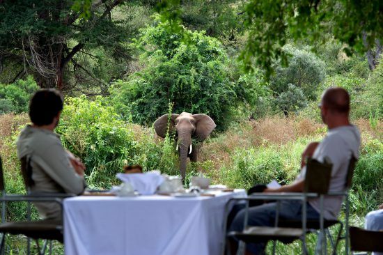 Dining in the bush with a view of an elephant at Singita Lebombo Lodge