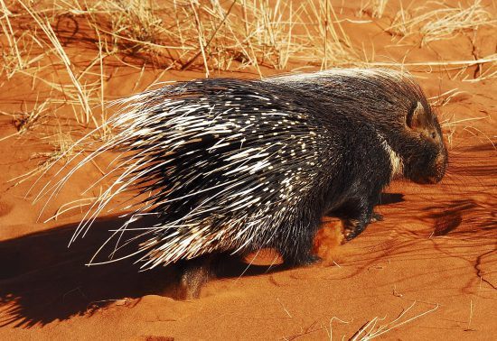 Porcupine at Tswalu