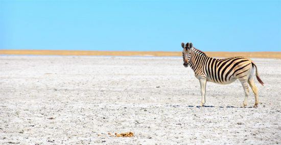 zebra roaming makgadikgadi pans botswana