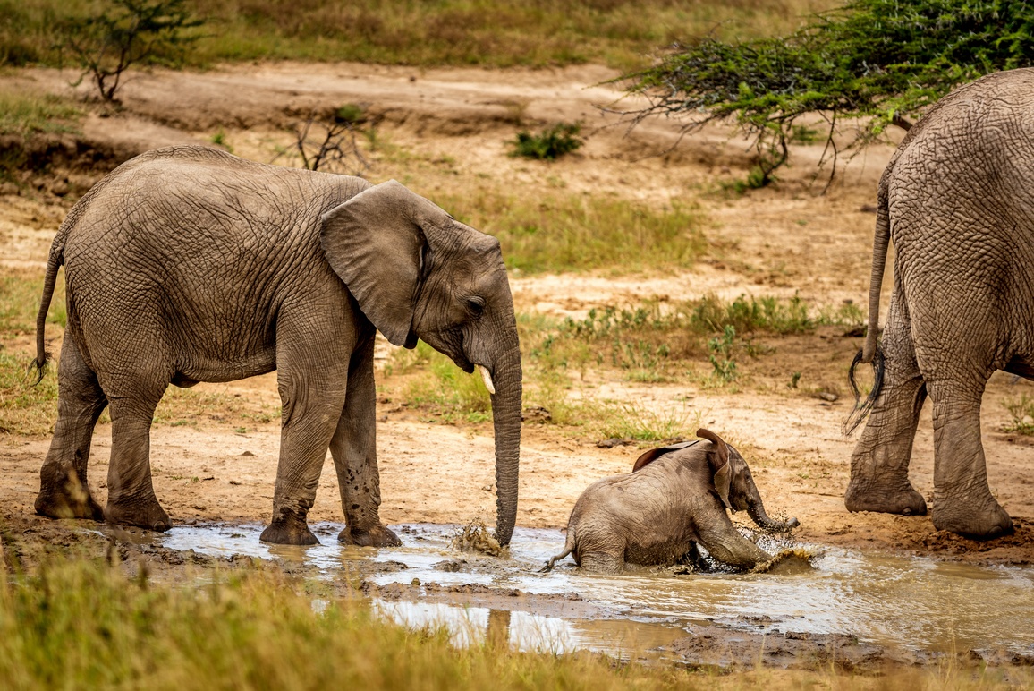 Bbay elephant taking a bath with its mother