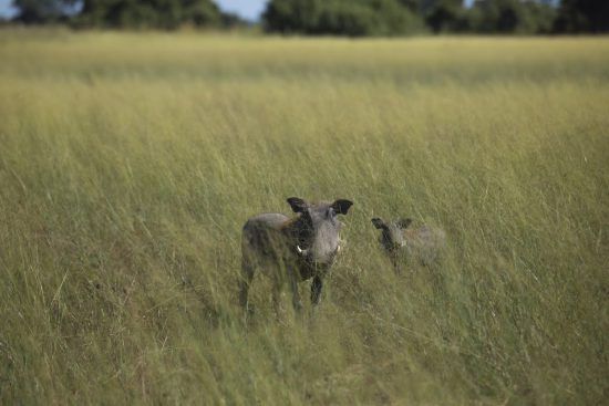 Warthog and baby standing in grass. 